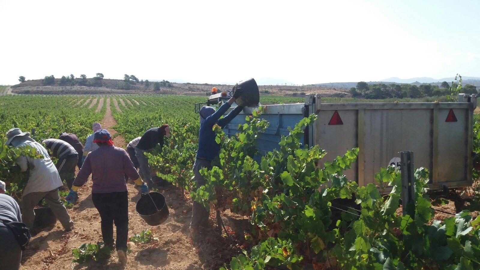 Winery for Sale in Alicante Province (El Pinoso)