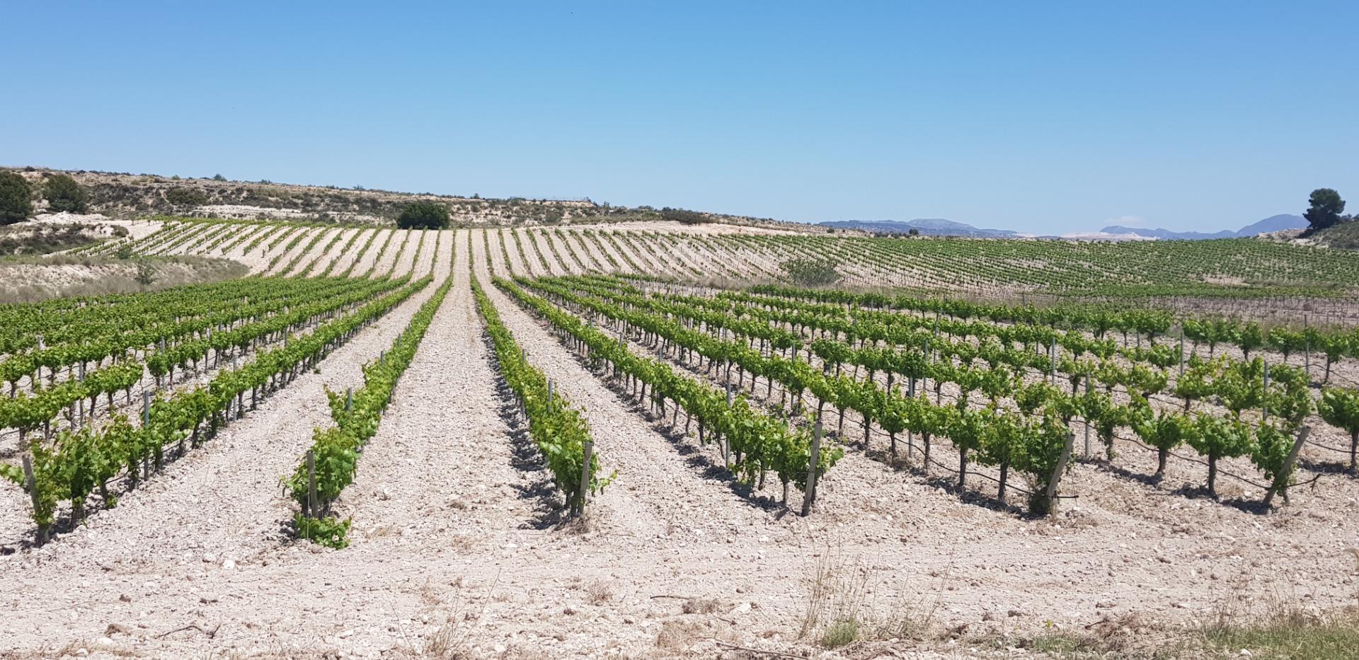 Winery for Sale in Alicante Province (El Pinoso)